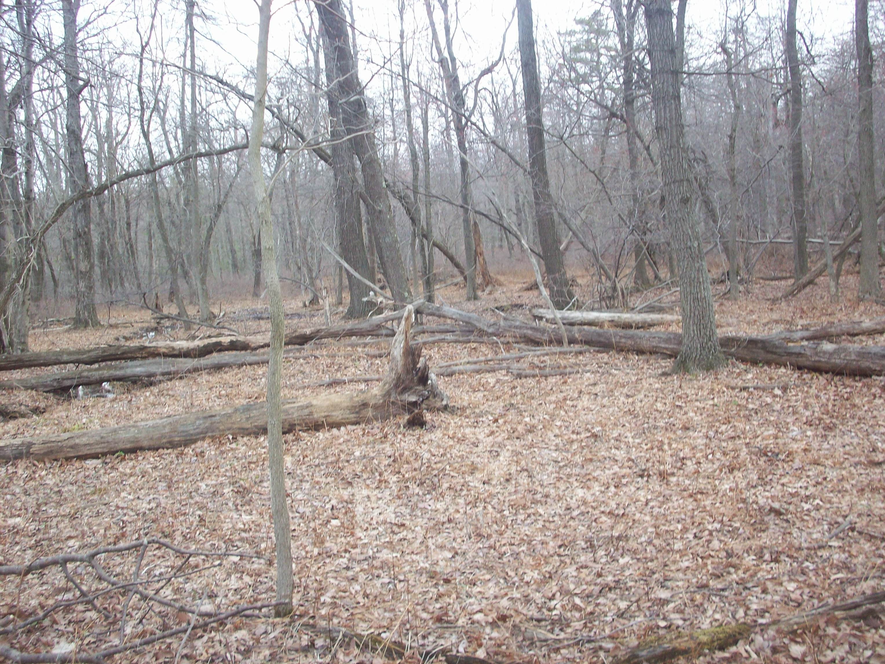 Forest with fallen logs