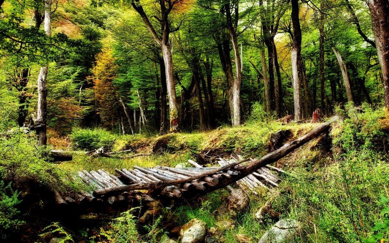 Forest with fallen logs