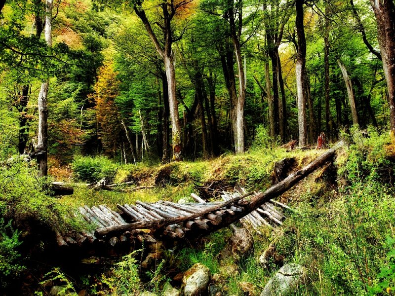 Forest with fallen logs