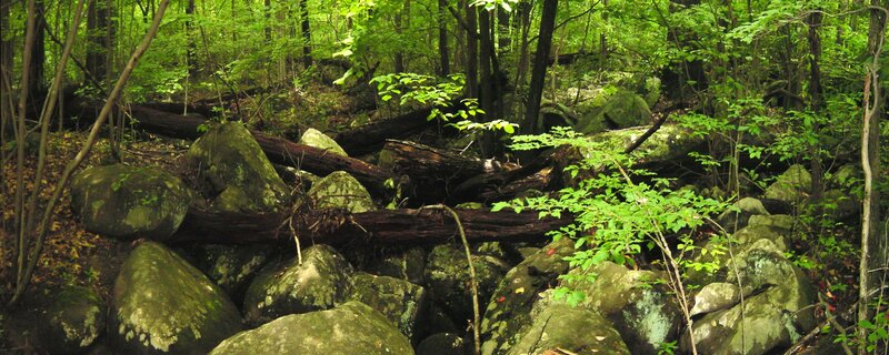 Forest with Fallen Logs — Green
