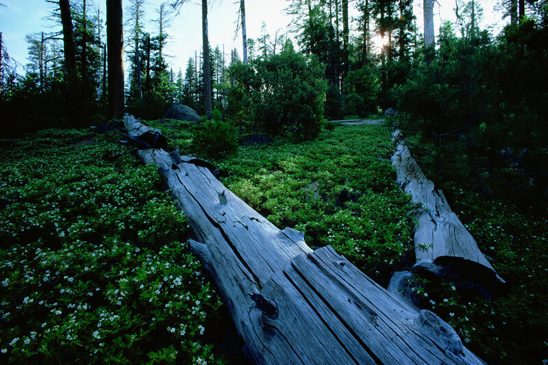 Forest with fallen logs