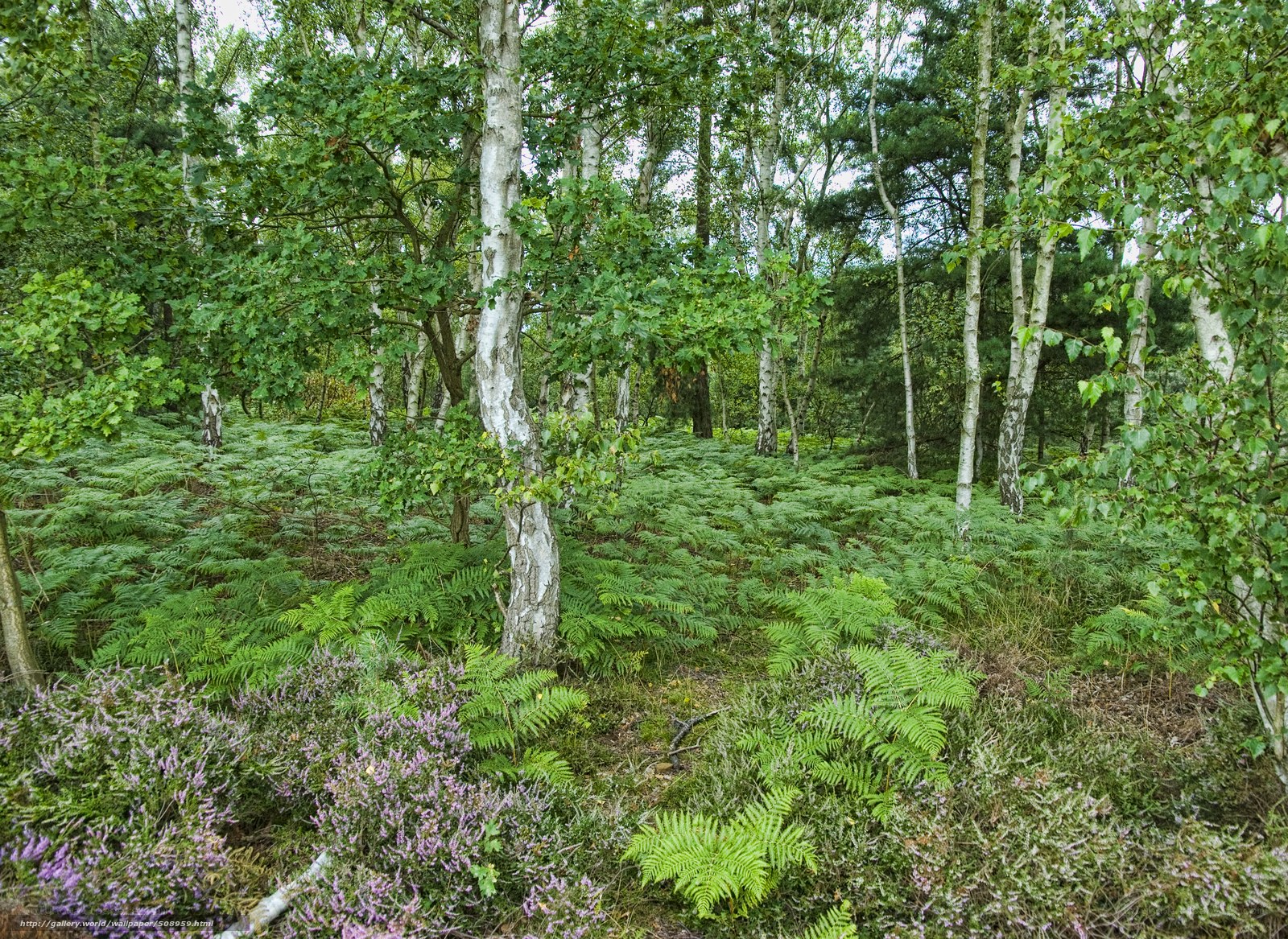 Forest with ferns and birch trees