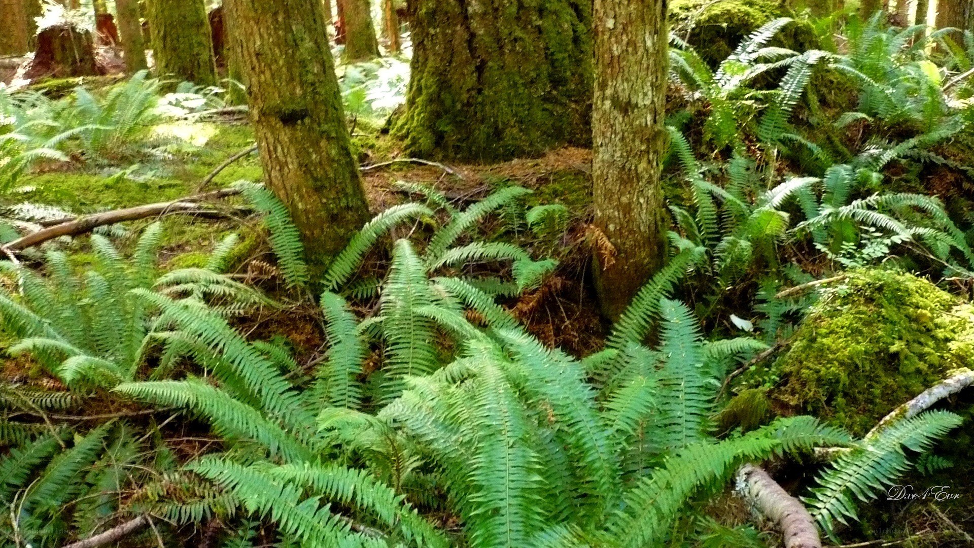 Forest with ferns and moss