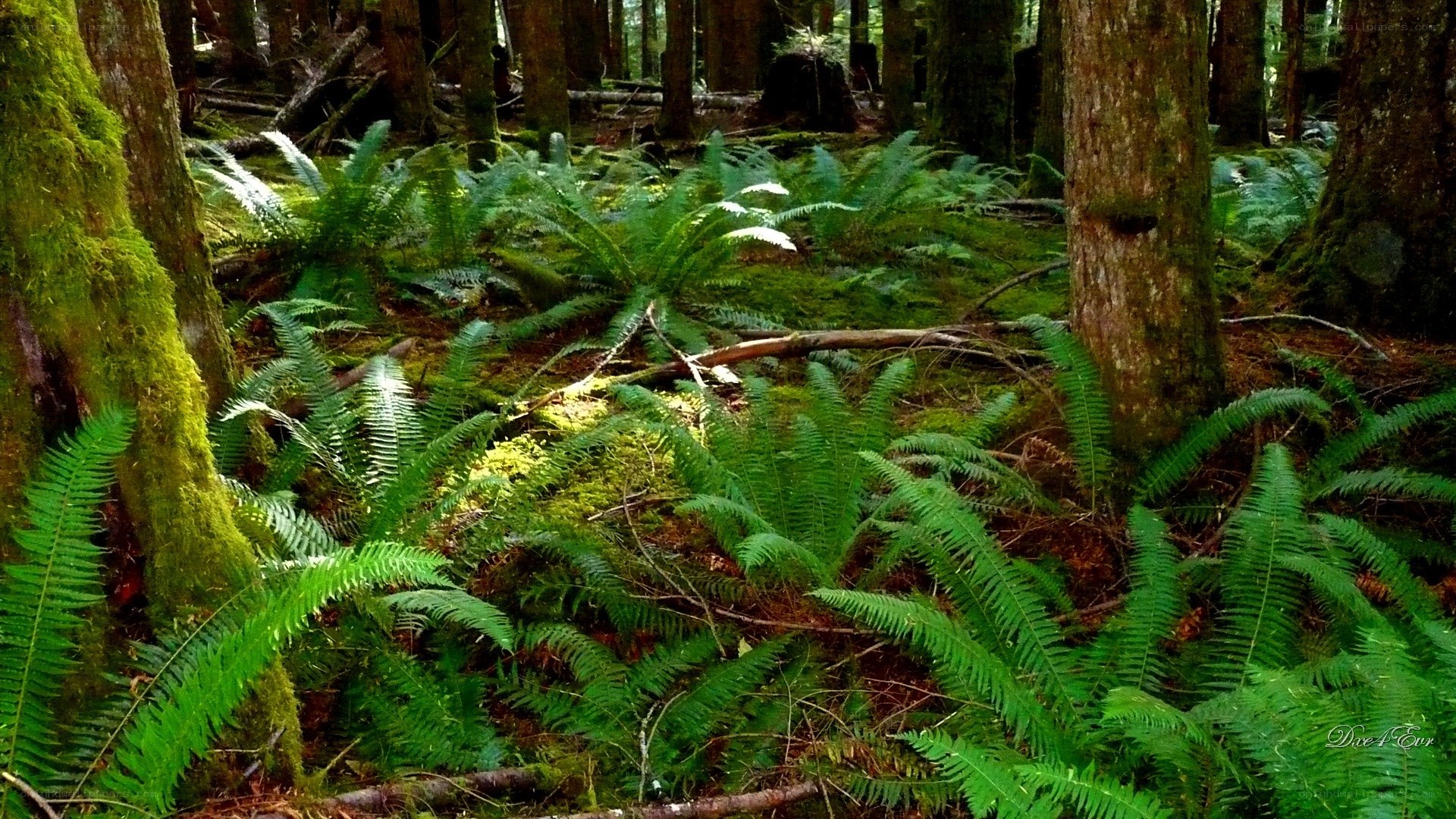 Forest with ferns and moss