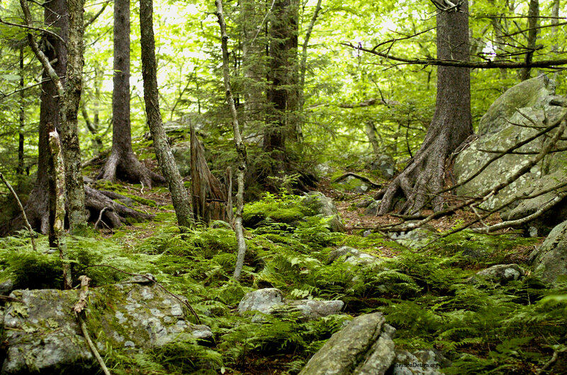 forest with ferns and rocks