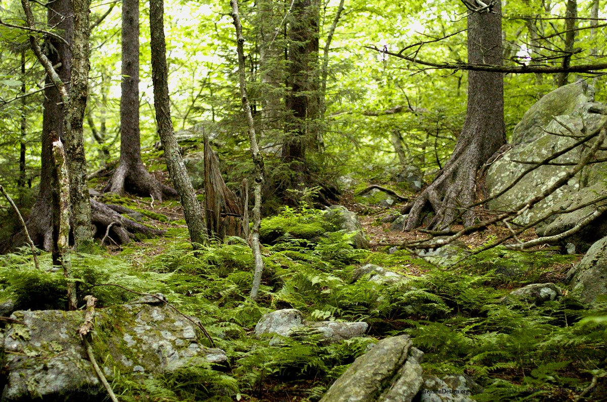 forest with ferns and rocks