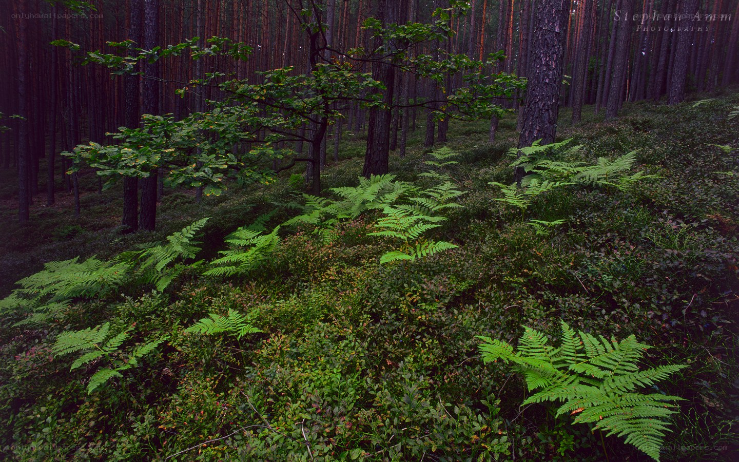Forest with ferns and trees