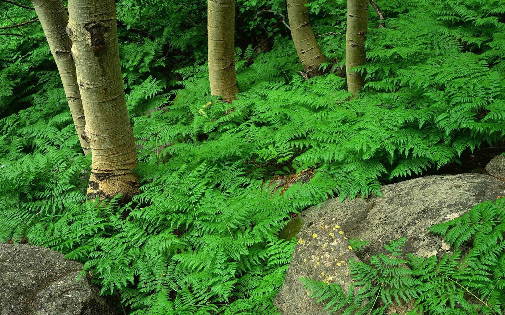 Forest with ferns and trees