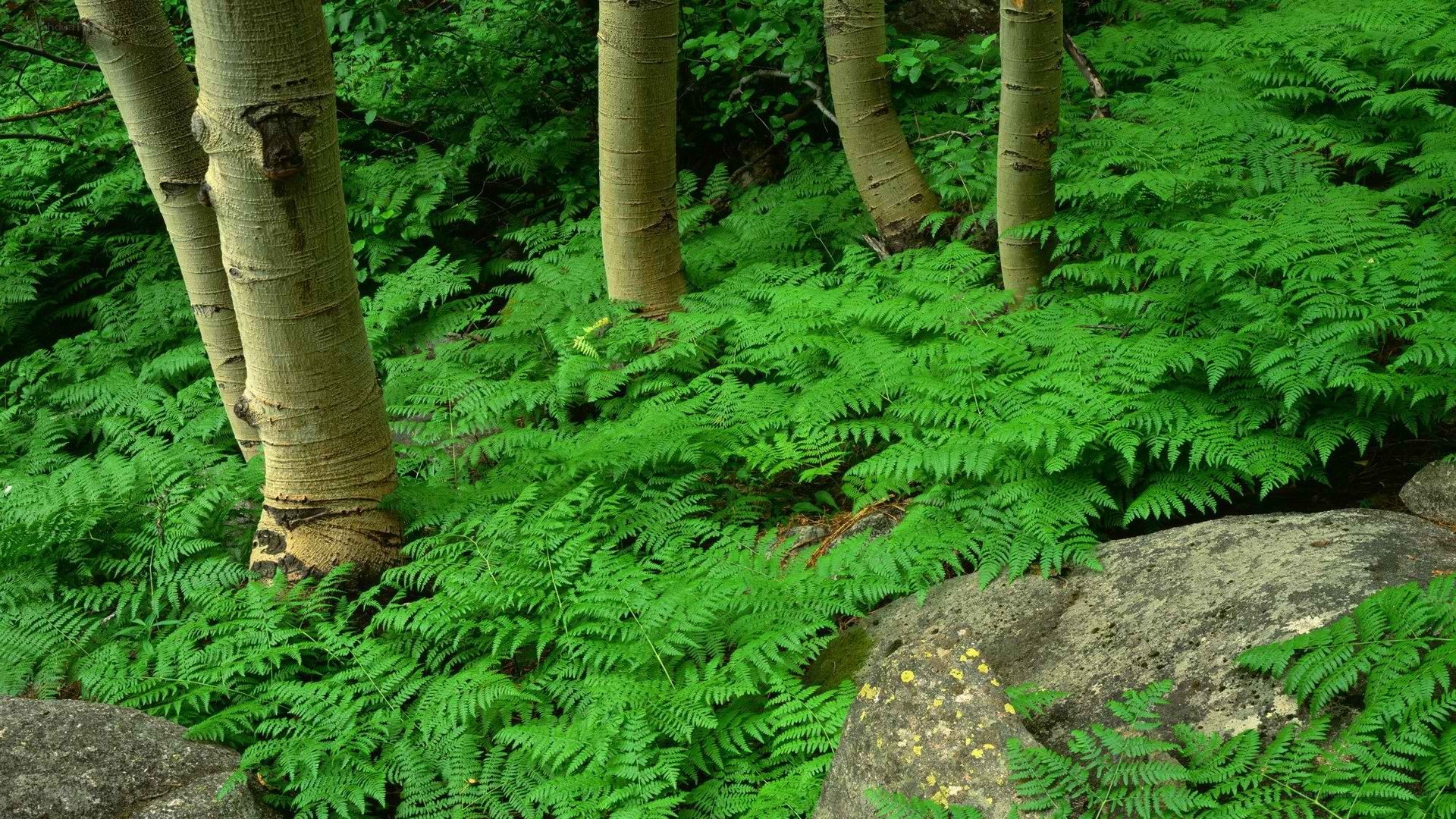 Forest with ferns and trees