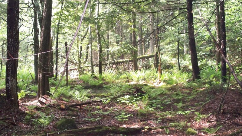 Forest with Ferns and Trees — Green