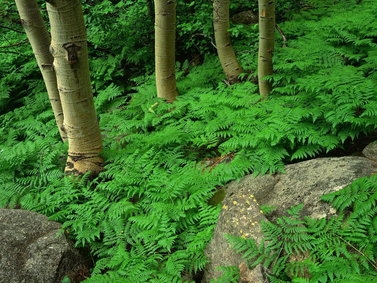 Forest with ferns and trees