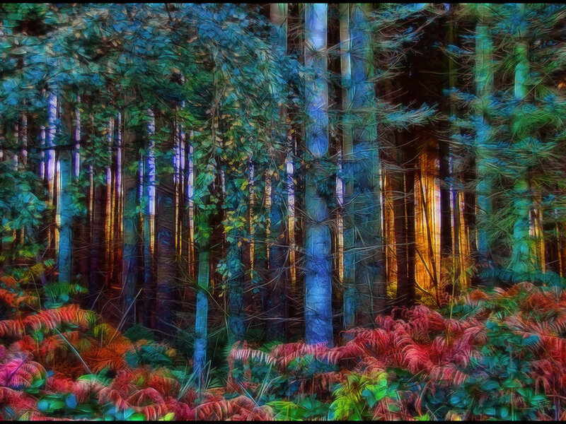 Forest with Ferns