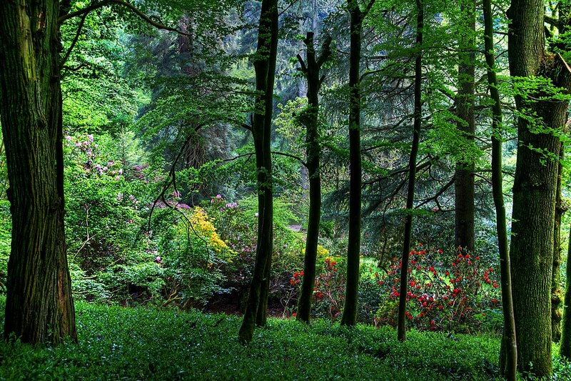 Forest with Flowering Shrubs