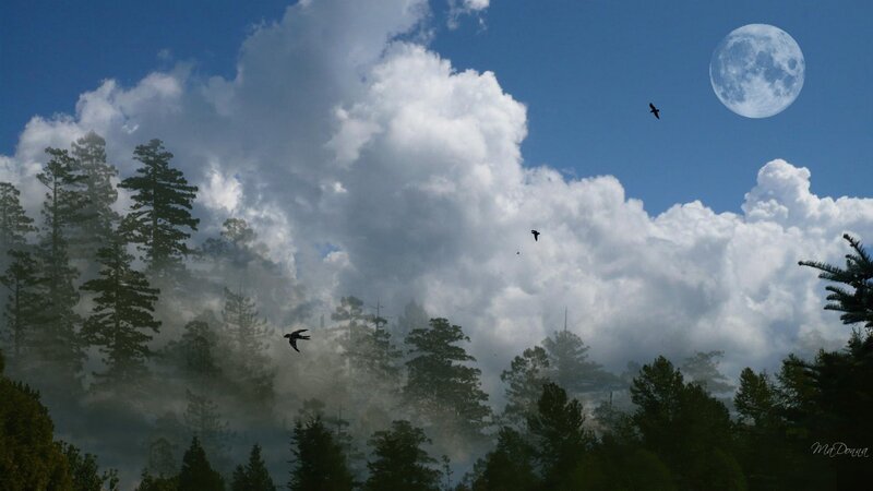 Forest with Flying Birds