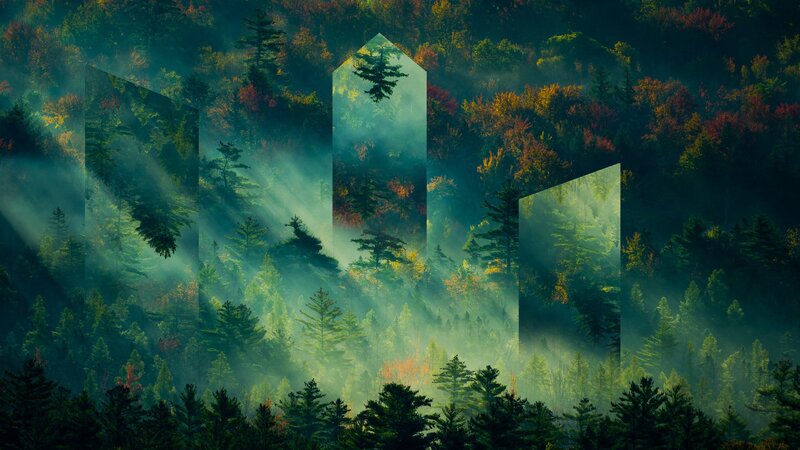Forest with Fog and Light