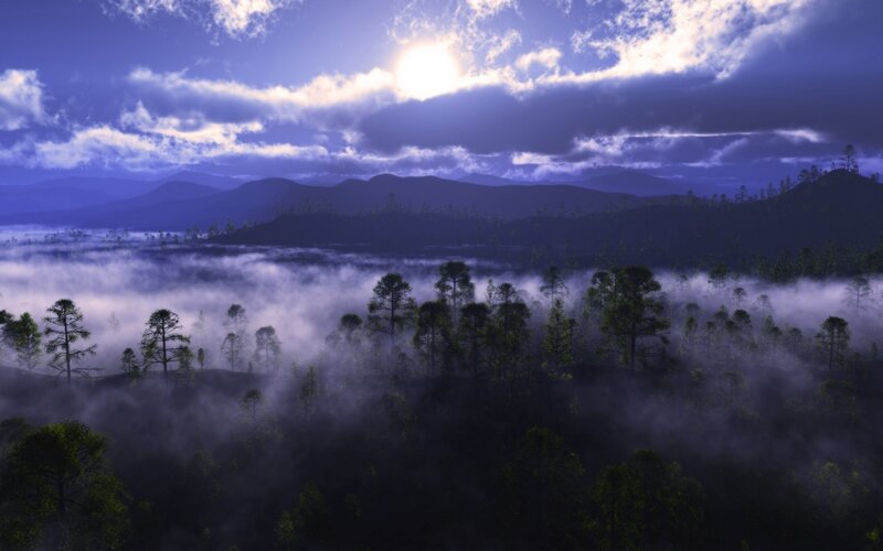 Forest with Fog and Mountains — Purple