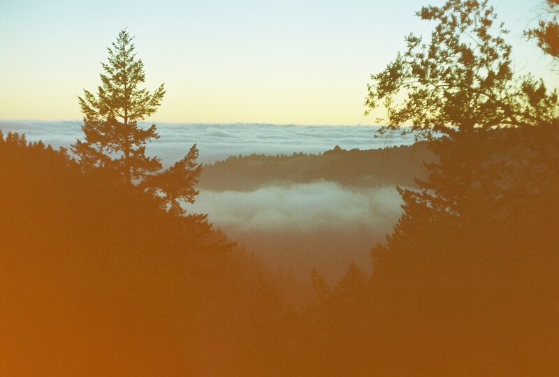 Forest with Fog