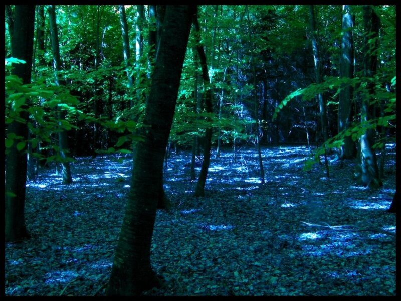 Forest with Glowing Ground