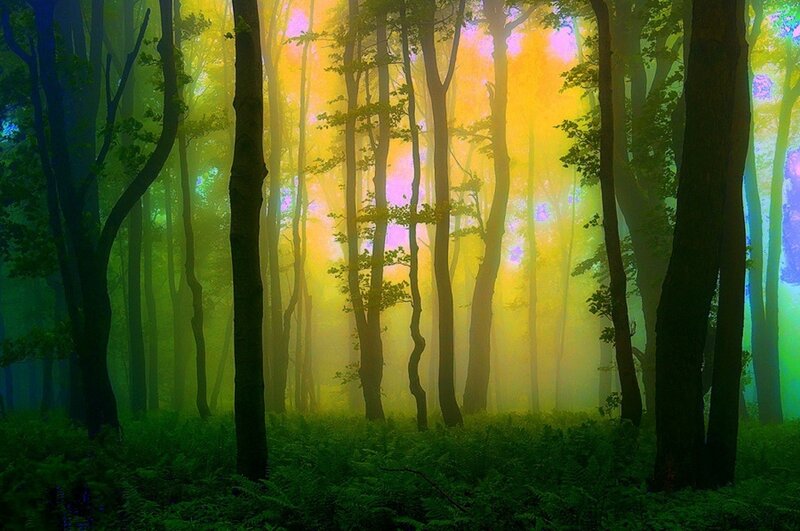 Forest with Glowing Light — Green, Ethereal