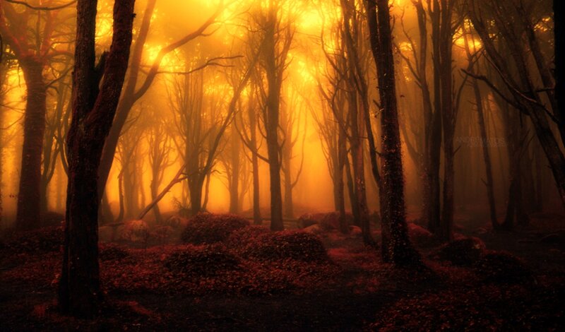 Forest with Golden Light
