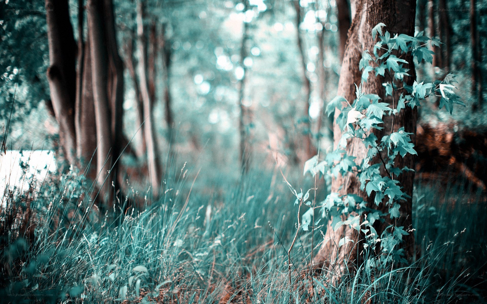 Forest with green foliage