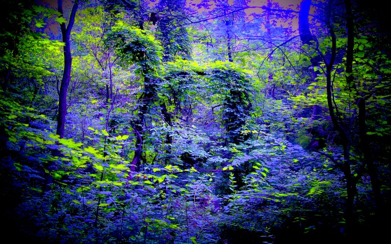 Forest with Green Foliage — Mysterious