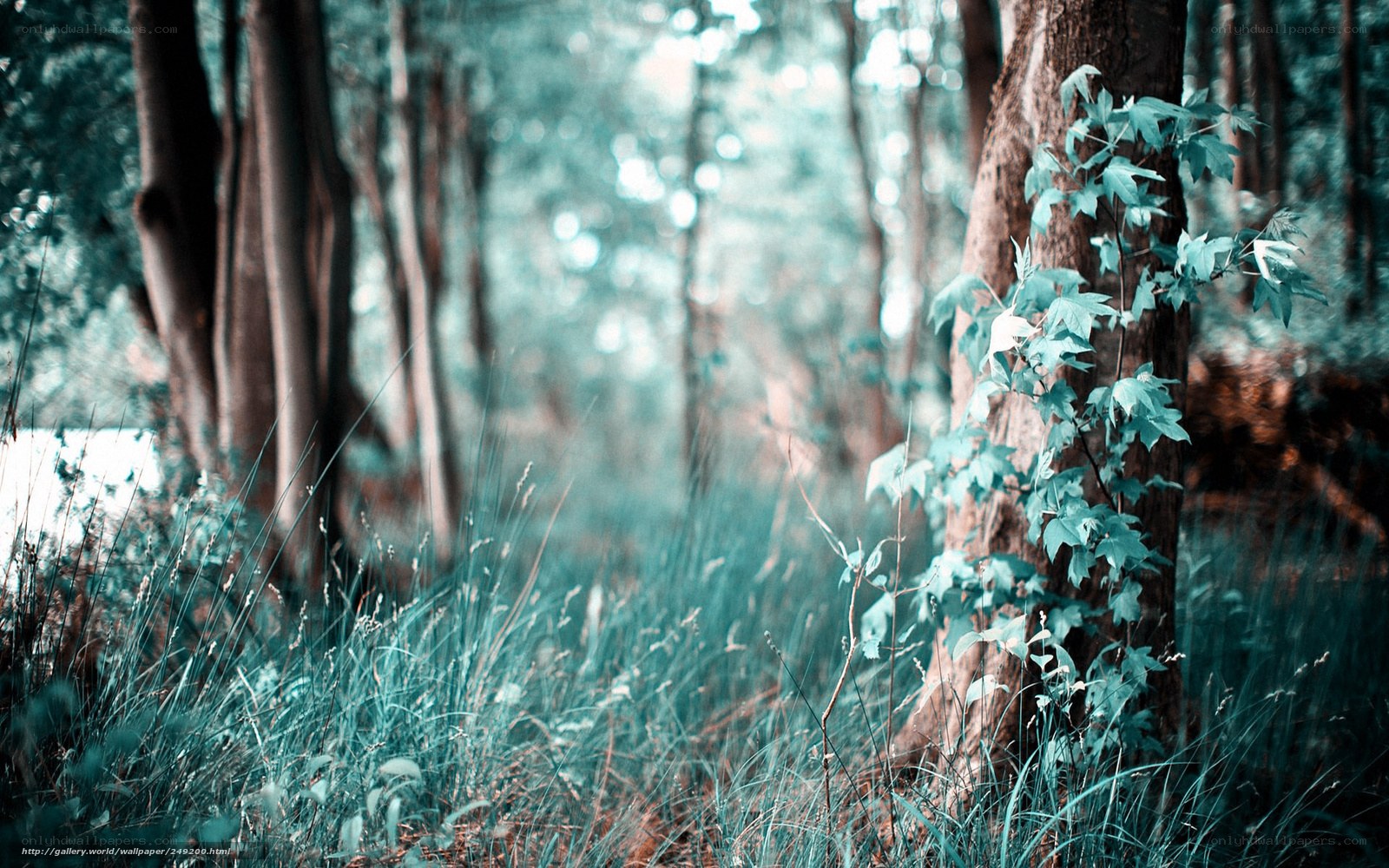 Forest with green foliage