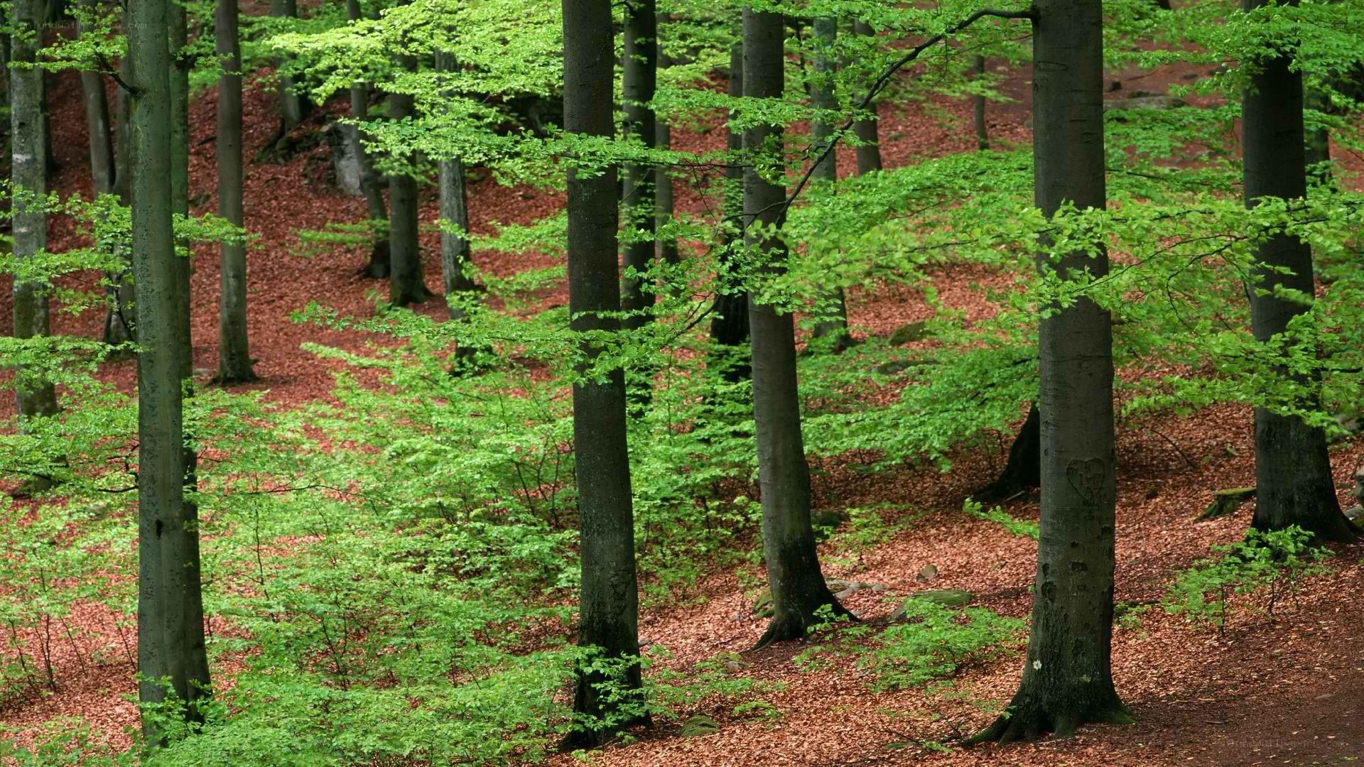 Forest with green leaves