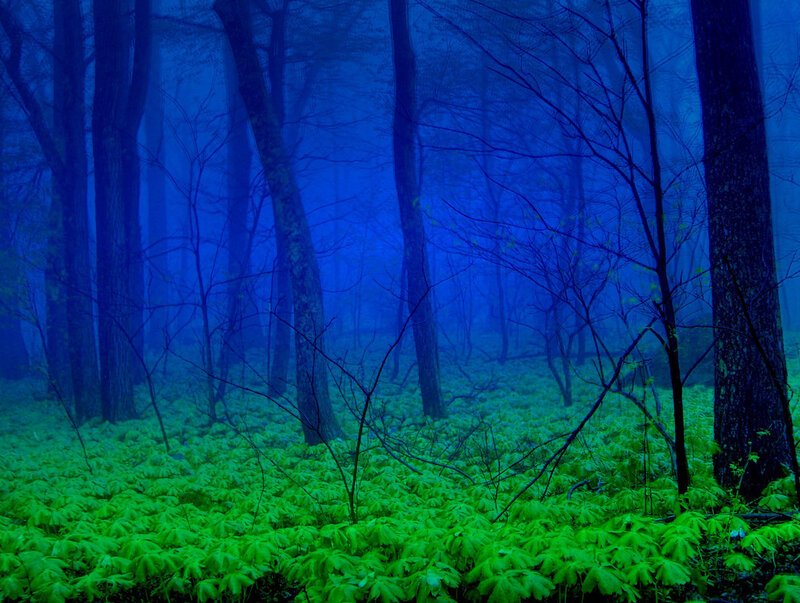 Forest with Green Plants — Blue