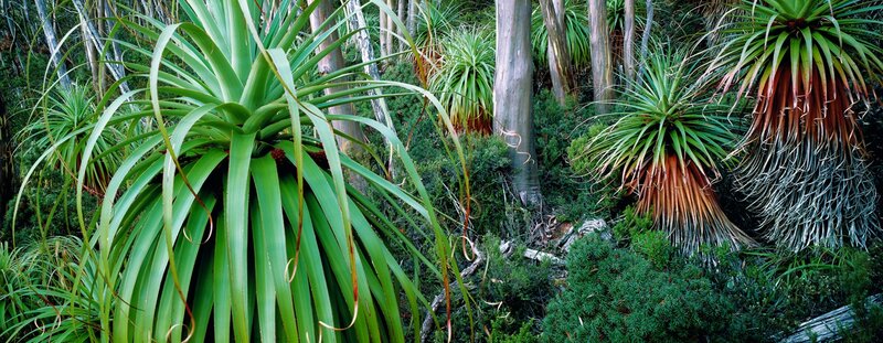 Forest with green plants