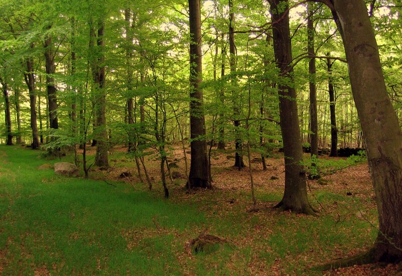 Forest with green trees