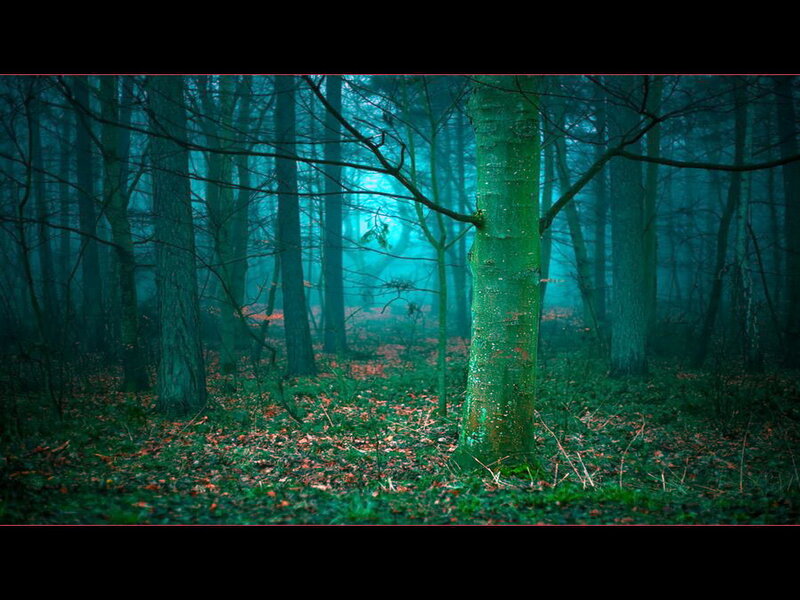 Forest with Green Trees — Mysterious