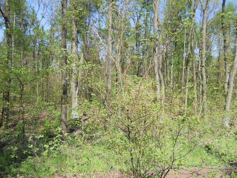 Forest with Green Trees — Serene, Spring