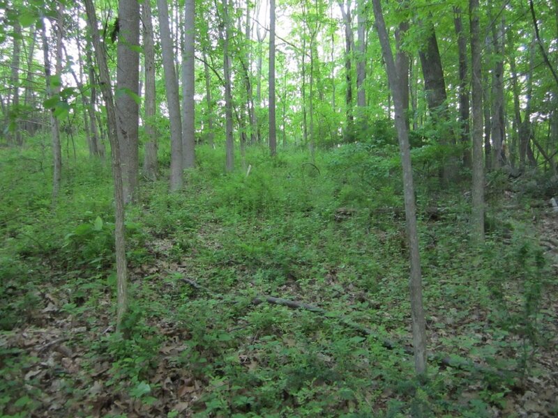 Forest with Green Undergrowth — Natural