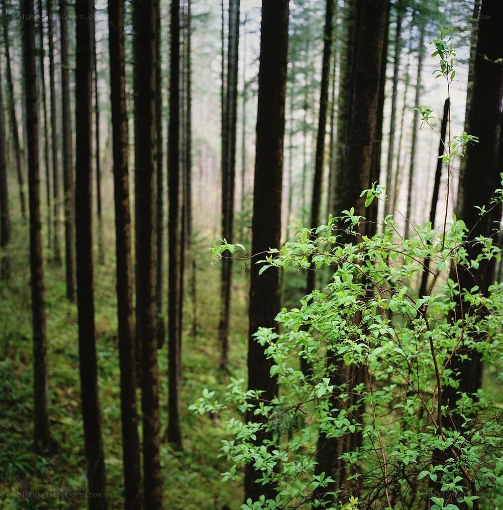 Forest with green undergrowth