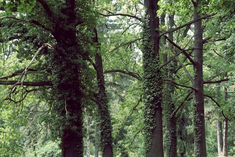 Forest with ivy-covered trees