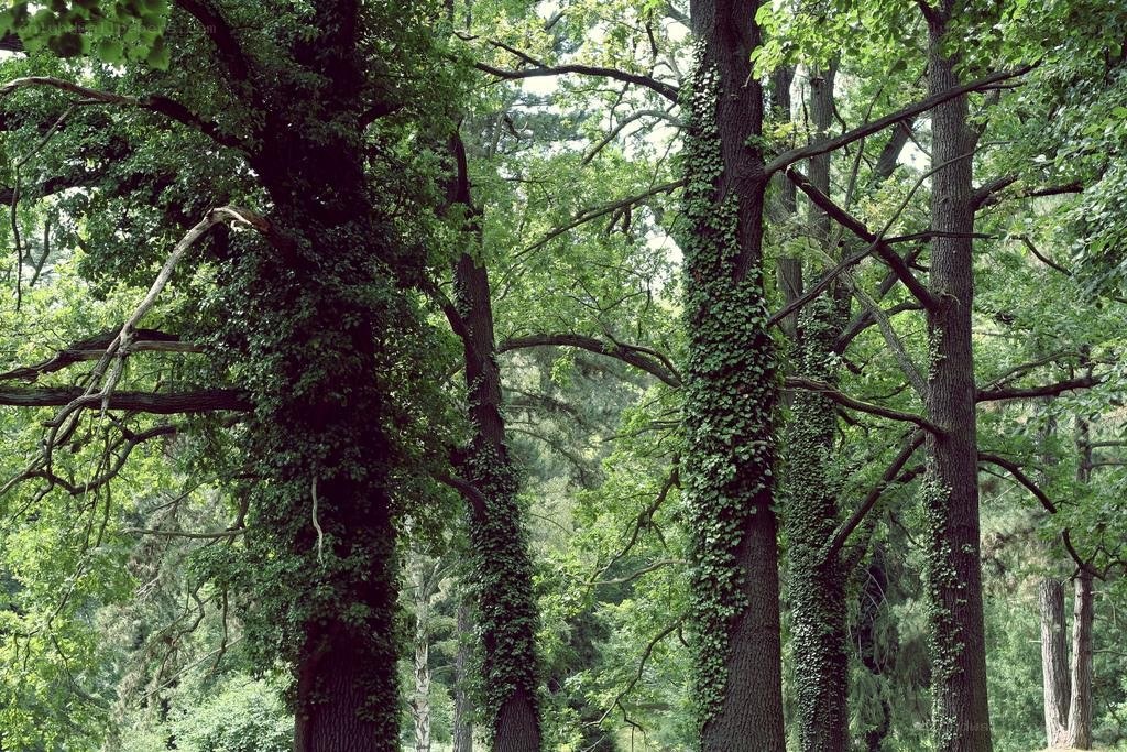 Forest with ivy-covered trees