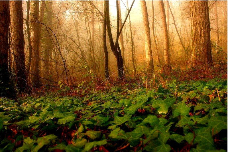 Forest with Ivy Ground Cover
