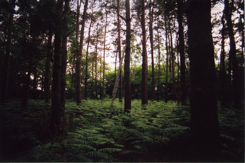 Forest with ladder