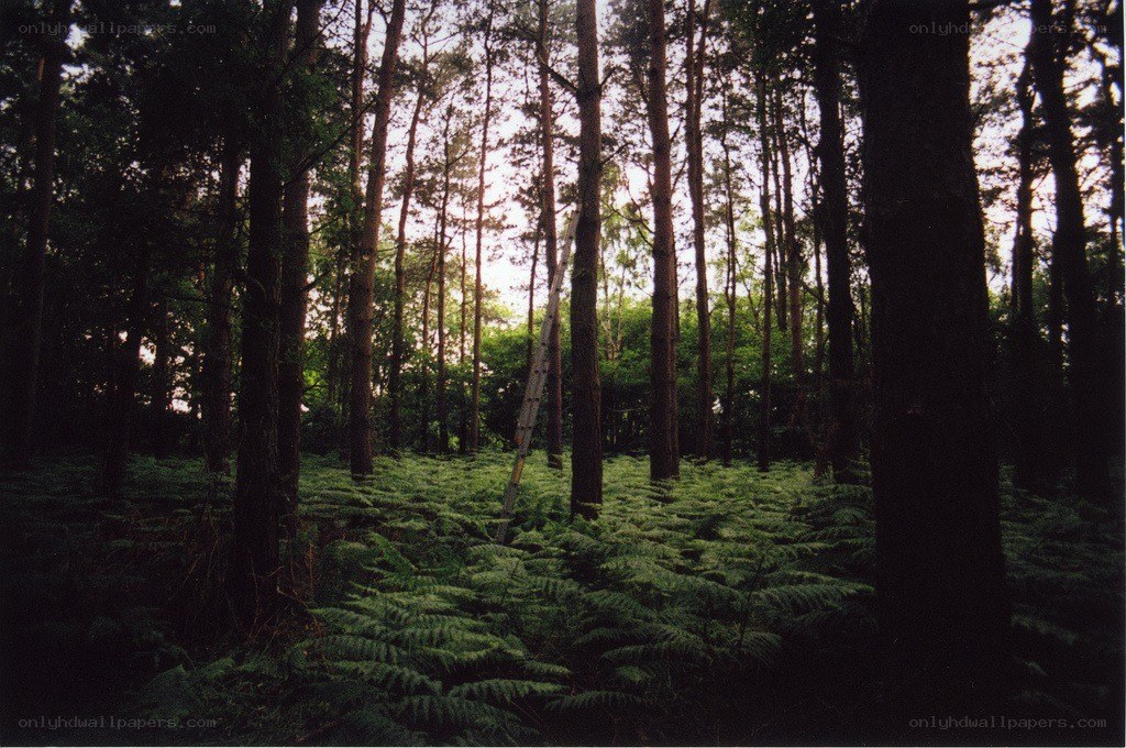 Forest with ladder