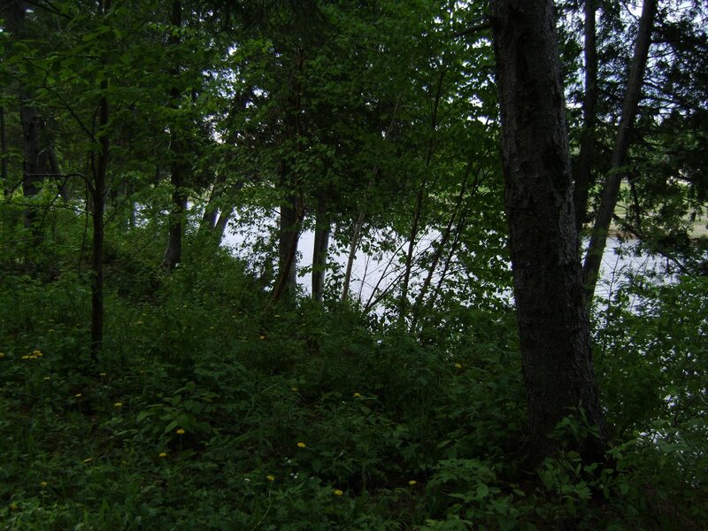 Forest with Lake View