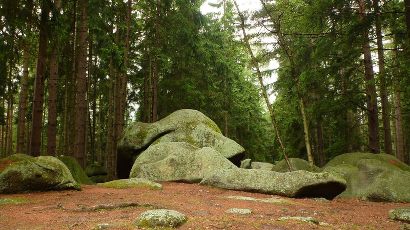 Forest with large mossy rocks