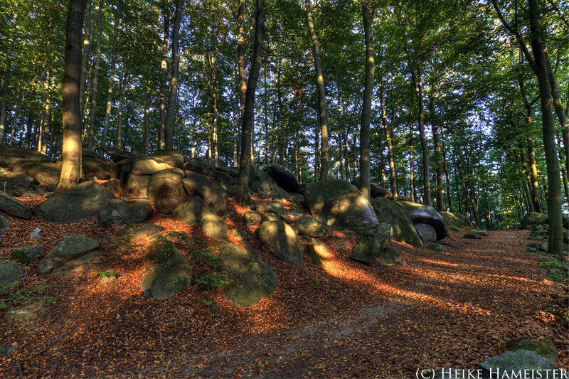 Forest with Large Rocks