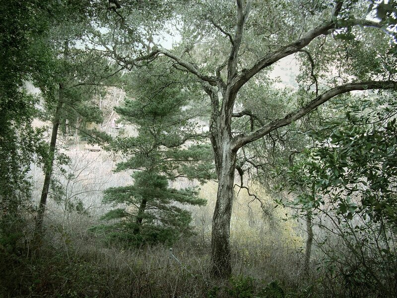 Forest with large tree and pine