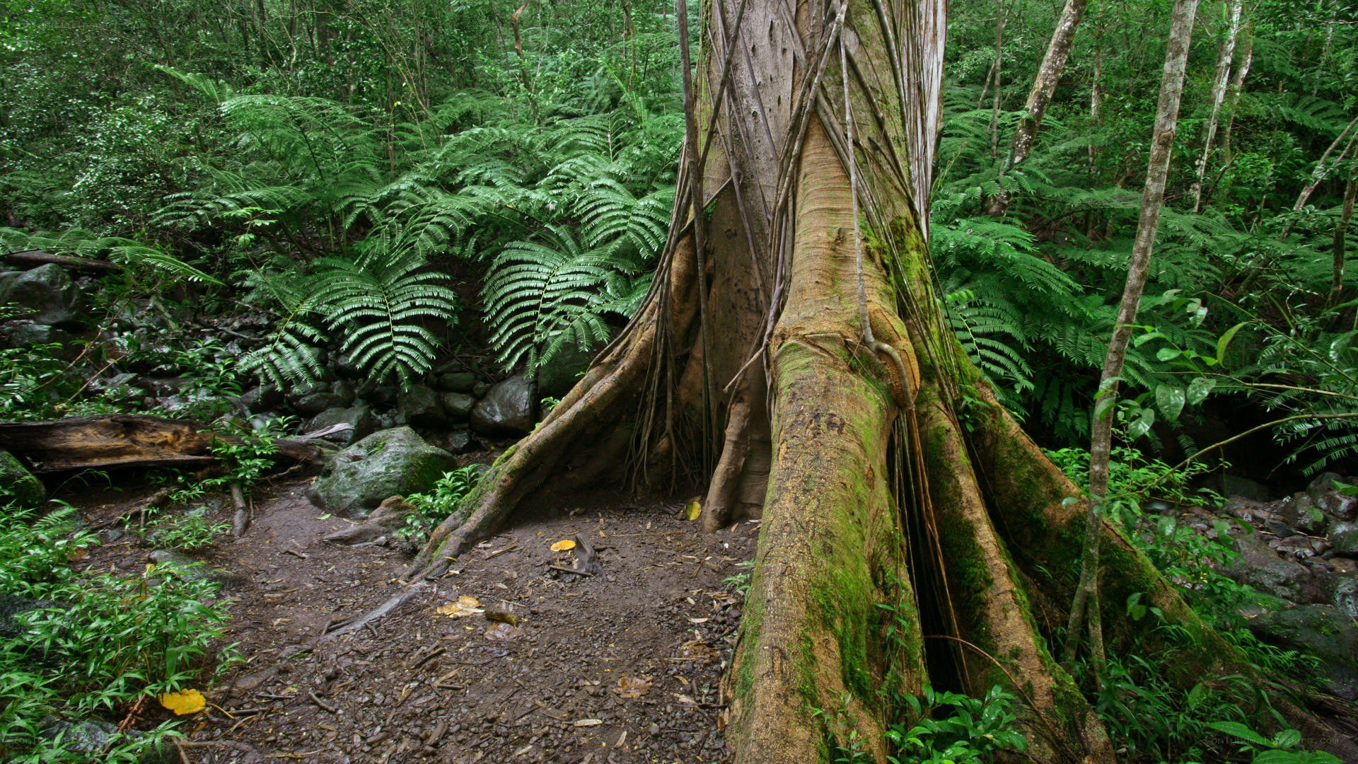 Forest with large tree roots
