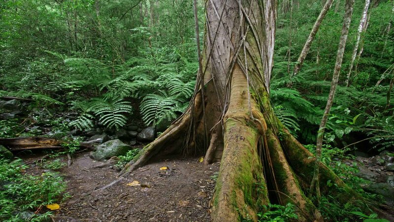 Forest with large tree roots