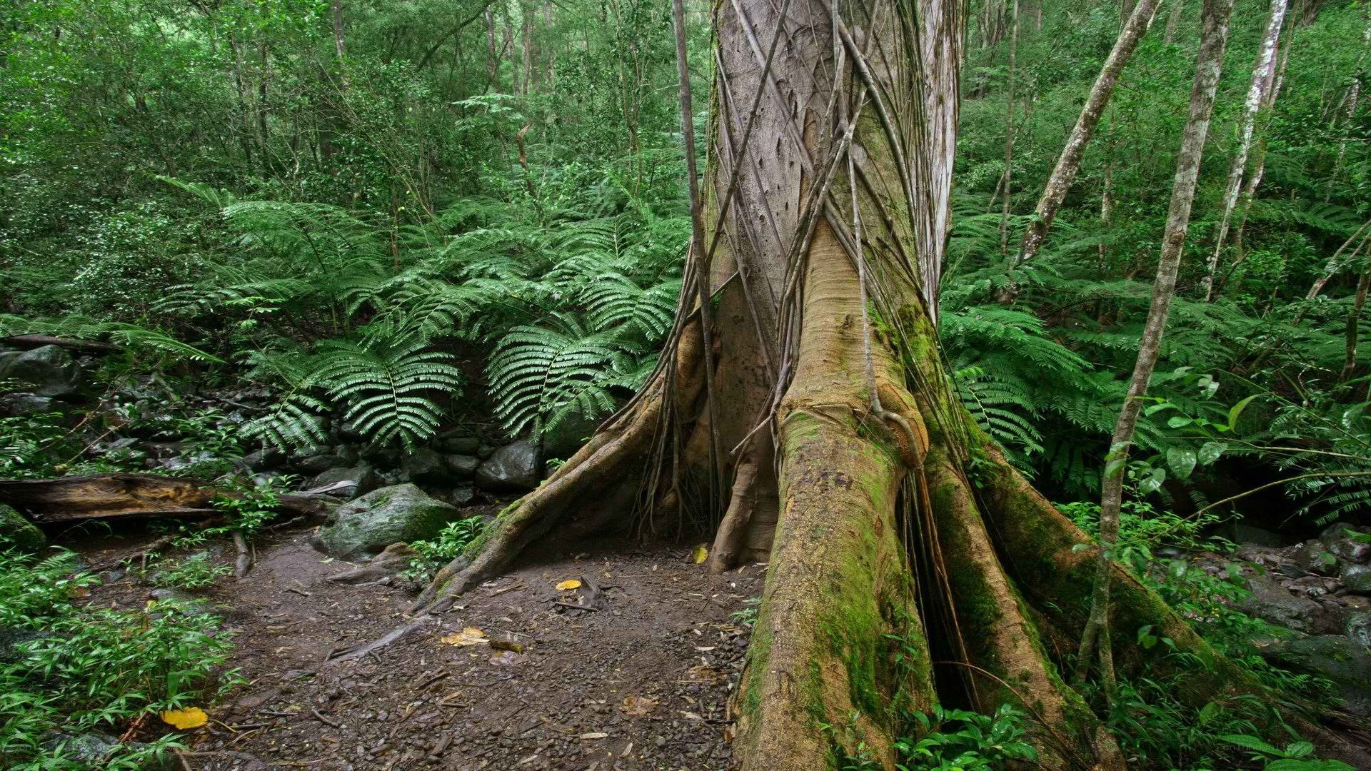 Forest with large tree roots