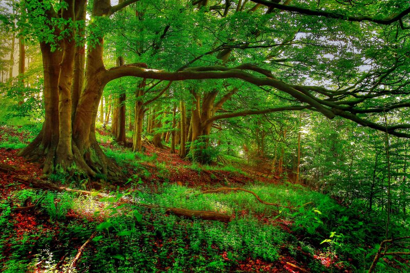Forest with Large Trees — Green, Serene, Afternoon