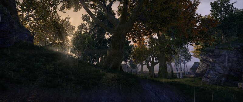 Forest with Large Trees — Green, Serene, Sunset