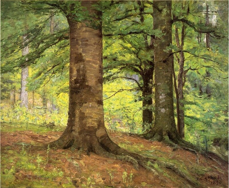 Forest with large trees